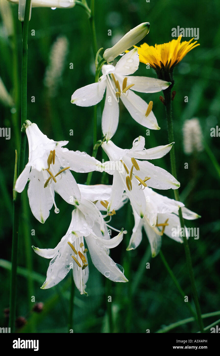 botany, St Bruno`s lily, (Paradisea liliastrum), blossom, white, blooming, Paradisia, Liliaceae, Liliidae, Liliopsida, Stock Photo